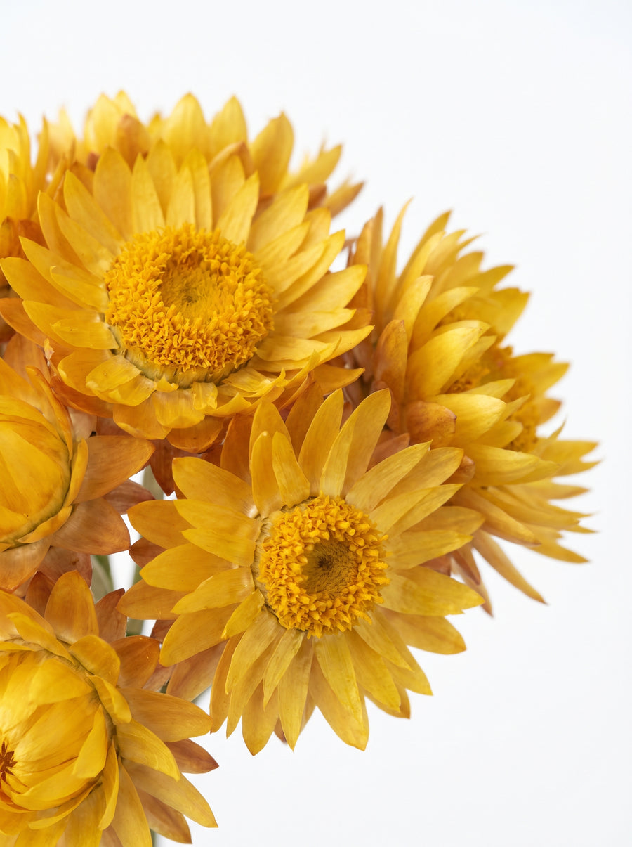 Helichrysum