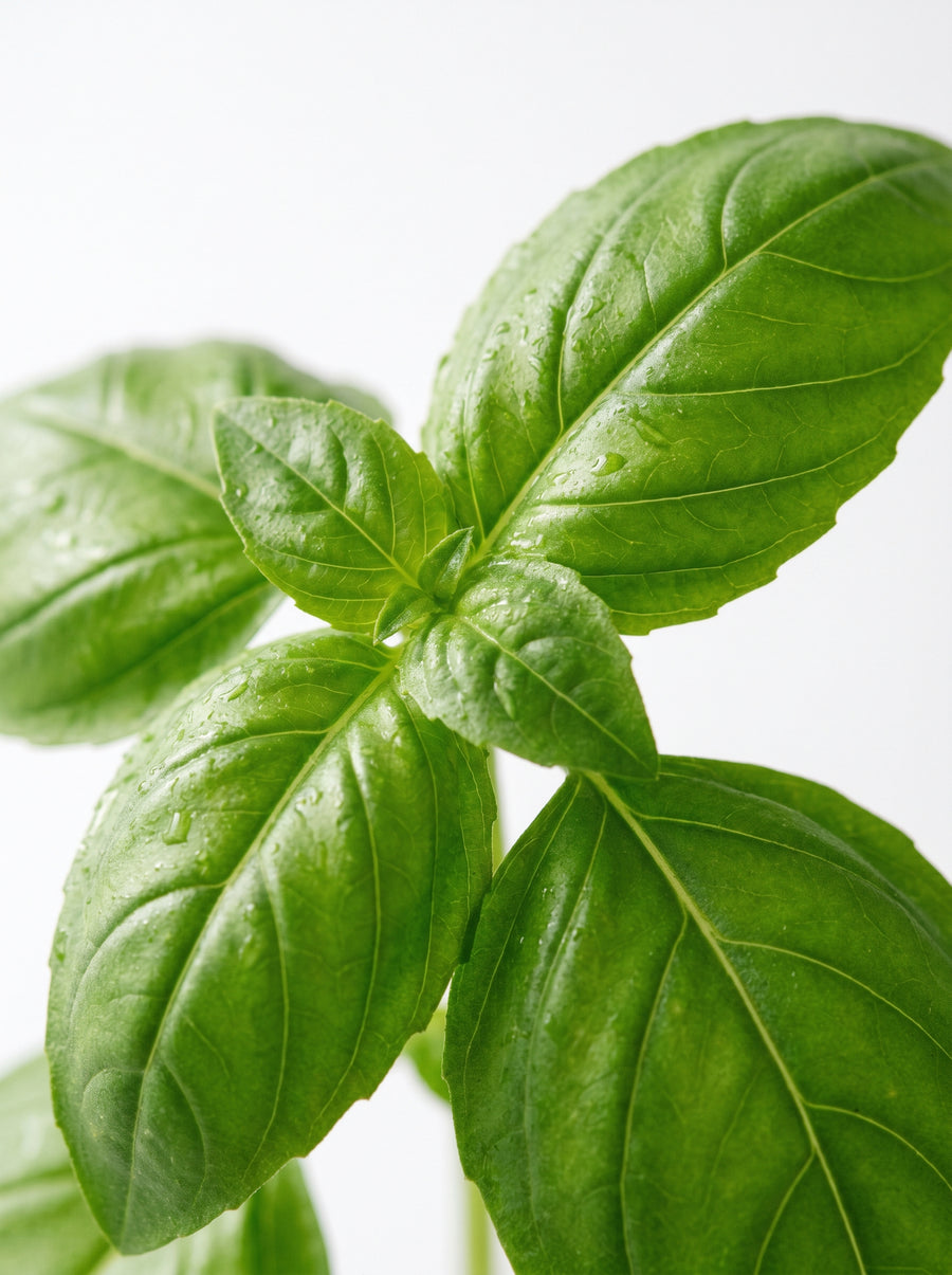 Basil